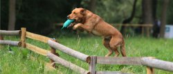 The Game Fair 2016 in Great Britain The Game Fair 2016 in Great Britain