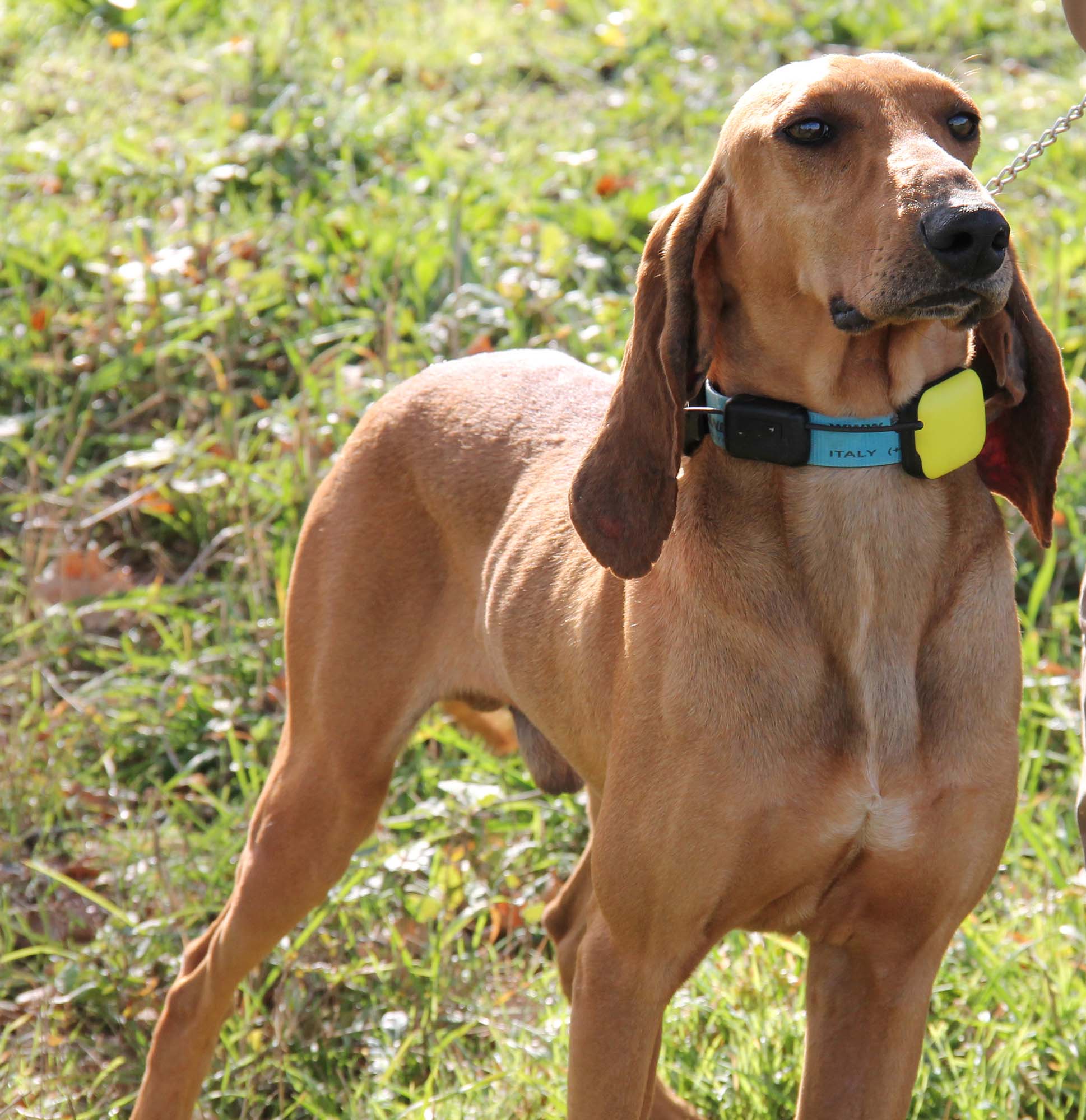 The Segugio Italiano: A Hunter’s Best Friend The Segugio Italiano: A Hunter’s Best Friend
