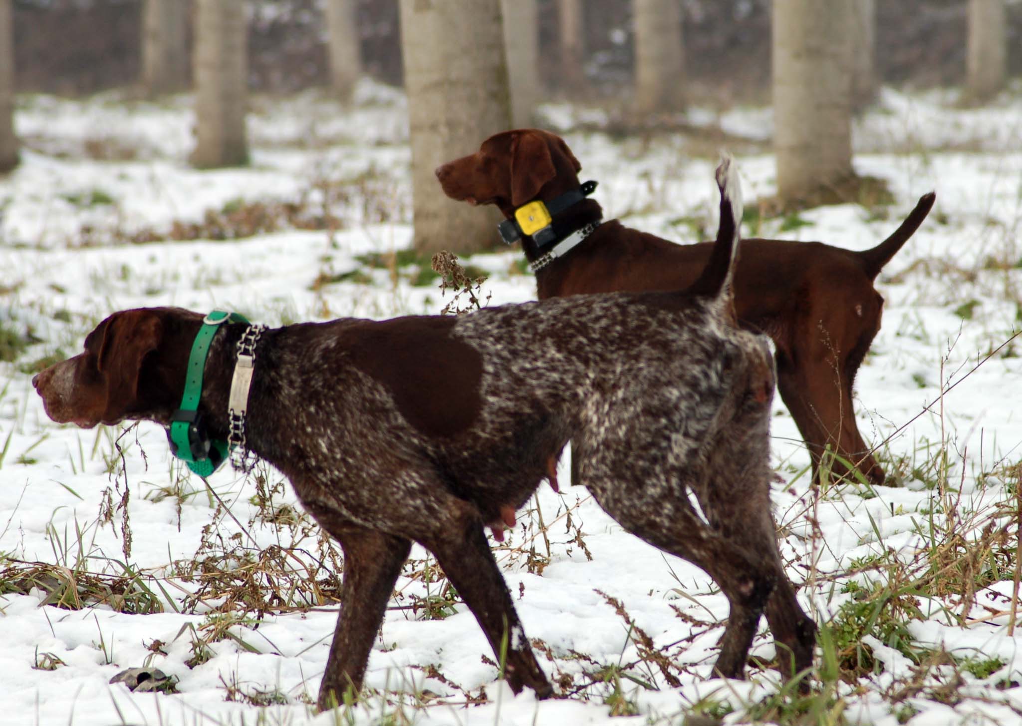 Cinofilia Kurzhaar Cinofilia Caccia