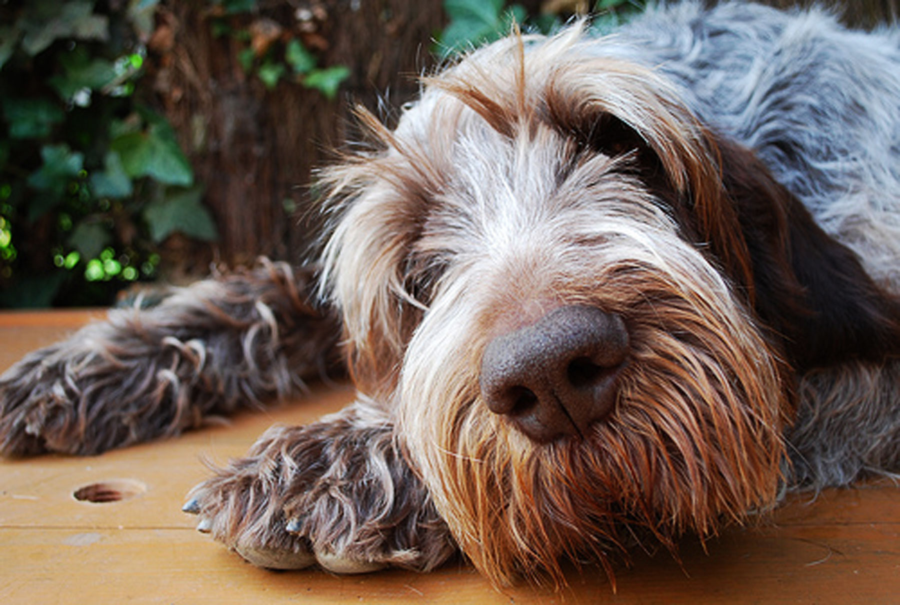 Cinofilia Spinone (pagina 2) Cinofilia Cinofilia Caccia