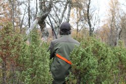 Caccia nel bosco con BM Hunting Cacciatore di spalle nel bosco con giacca BIEMME Hunting Extreme Woodcock