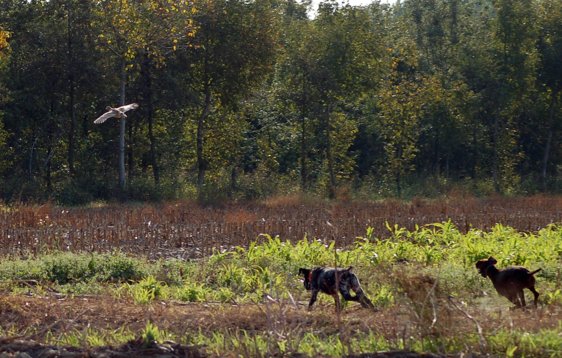 calendari-venatori: Calendario Venatorio 2014/15: Regione Marche