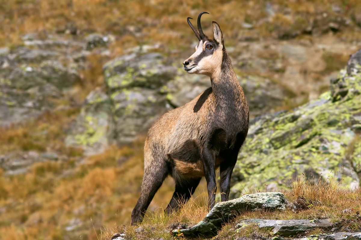 calendari-venatori: Calendario Venatorio 2014/2015: Regione Valle d'Aosta