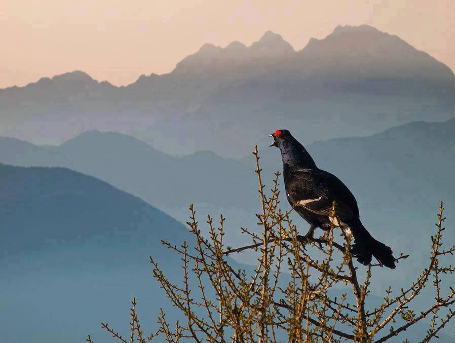 calendari-venatori: Calendario Venatorio 2014/2015: Regione Veneto