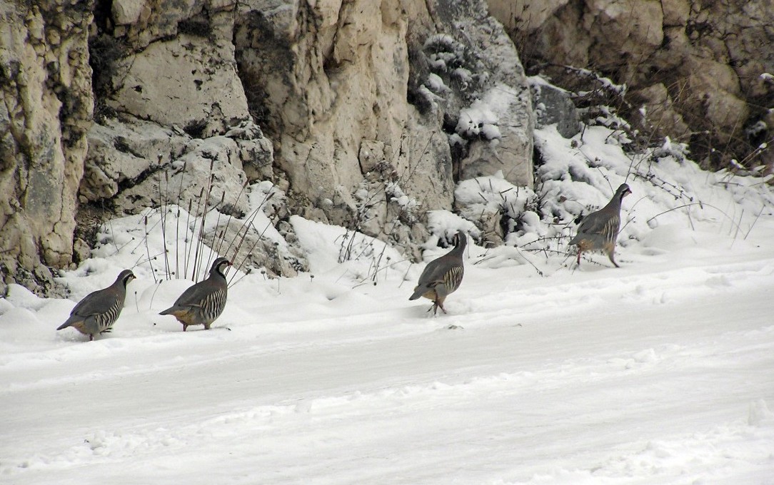 calendari-venatori: Calendario Venatorio 2015/2016: Regione Abruzzo