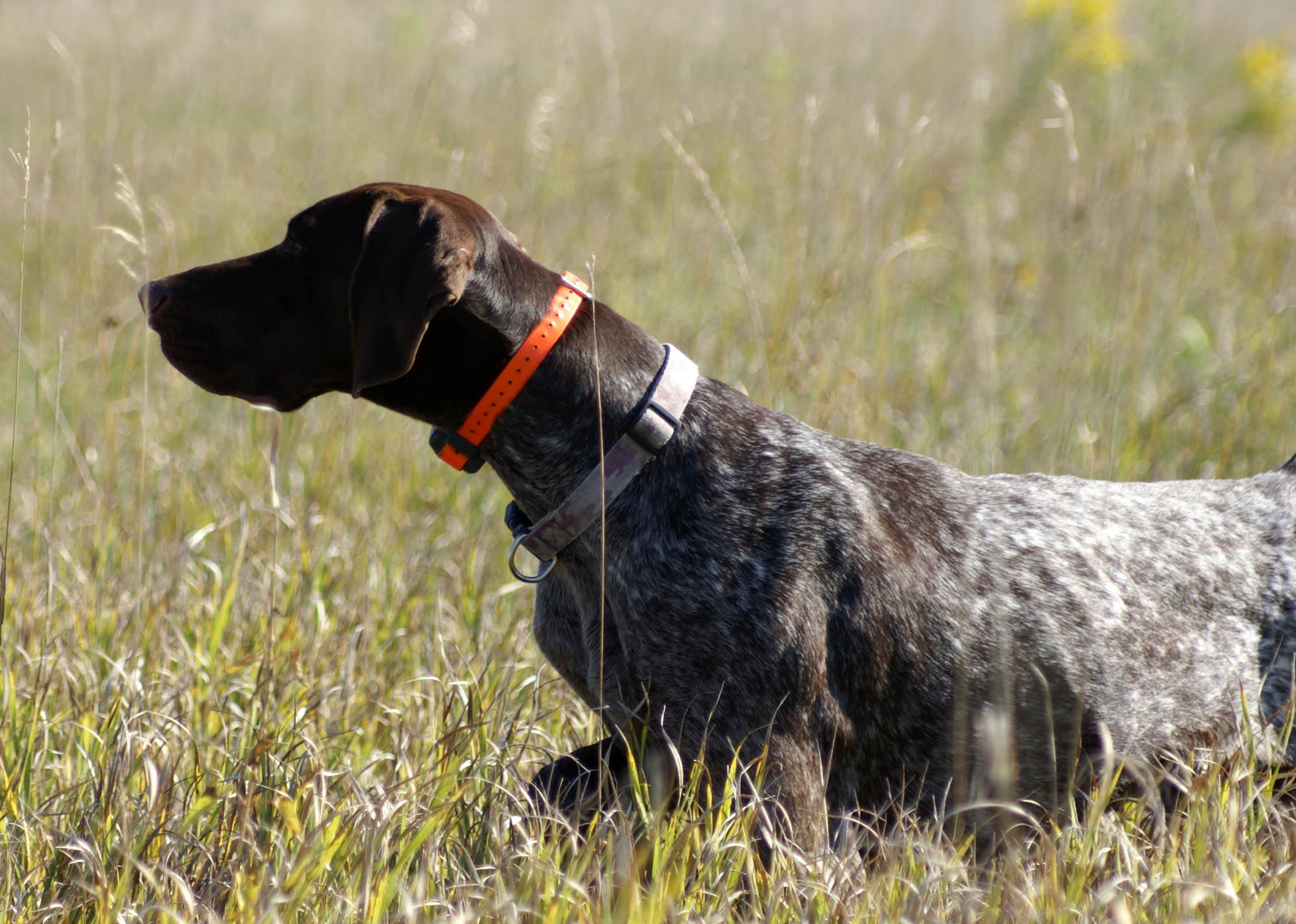 calendari-venatori: Calendario Venatorio 2015/16: Regione Basilicata