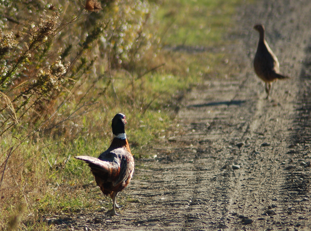 calendari-venatori: Calendario Venatorio 2015/2016: Regione Campania