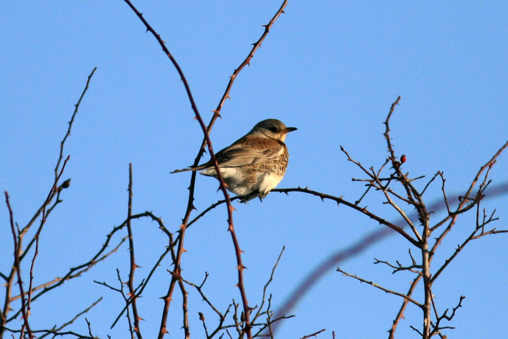calendari-venatori: Calendario Venatorio 2015/2016: Regione Liguria