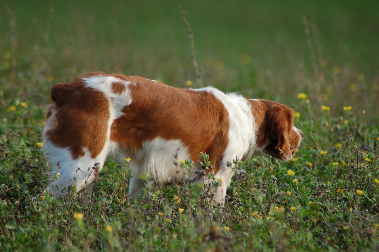 Calendario venatorio Marche 2015-2016 Calendario venatorio Marche 2015-2016