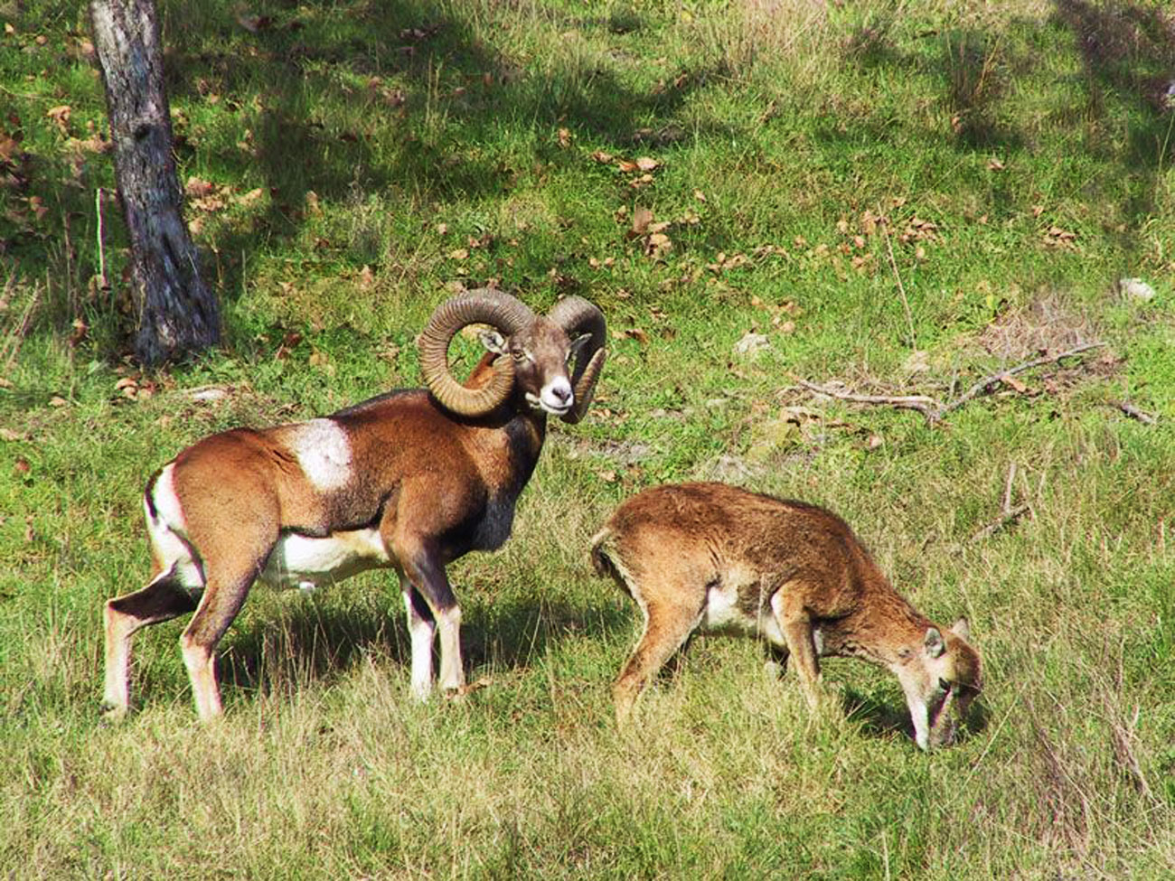 calendari-venatori: Calendario Venatorio 2015/2016: Regione Piemonte