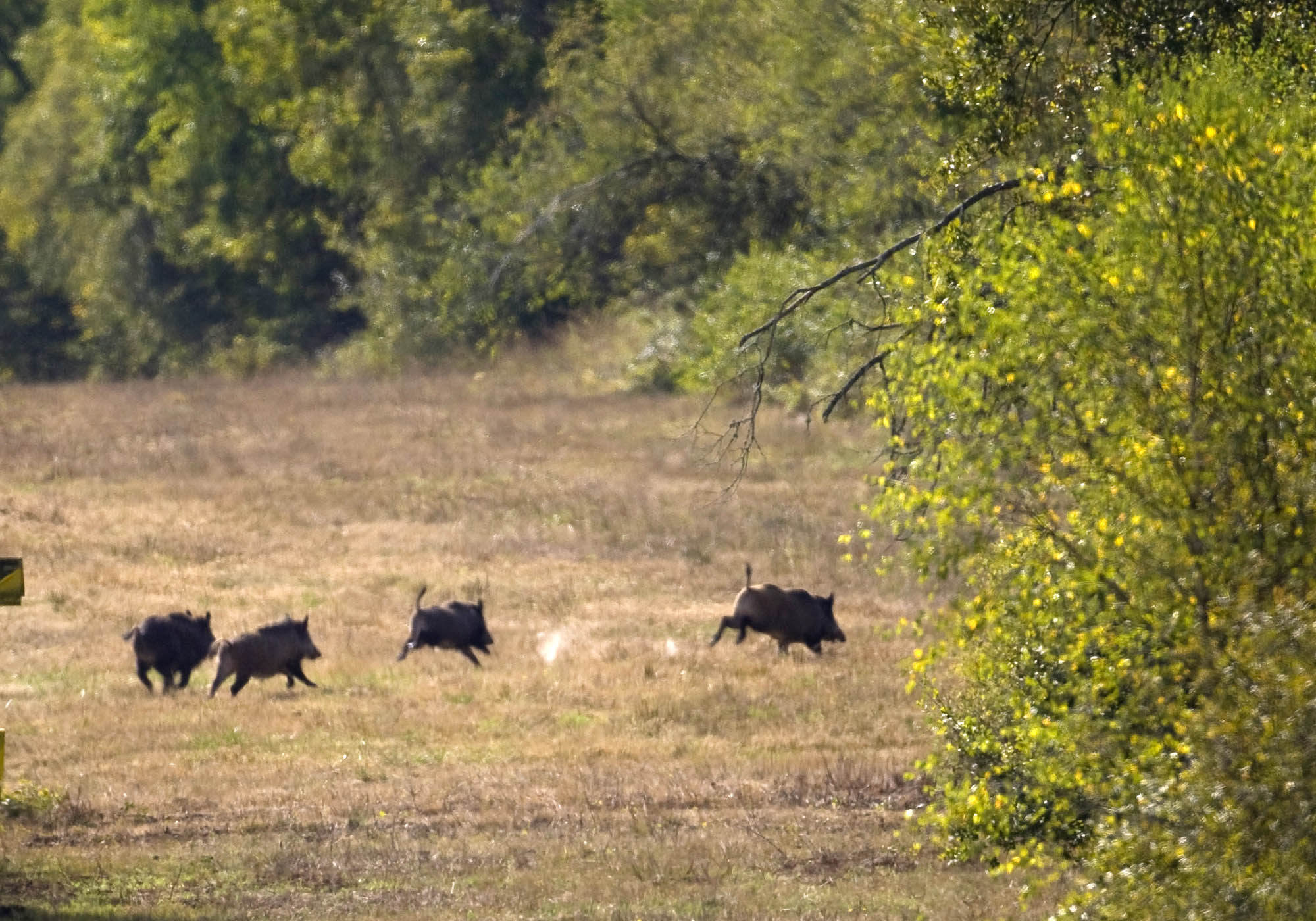 calendari-venatori: Calendario Venatorio 2015/2016: Regione Toscana