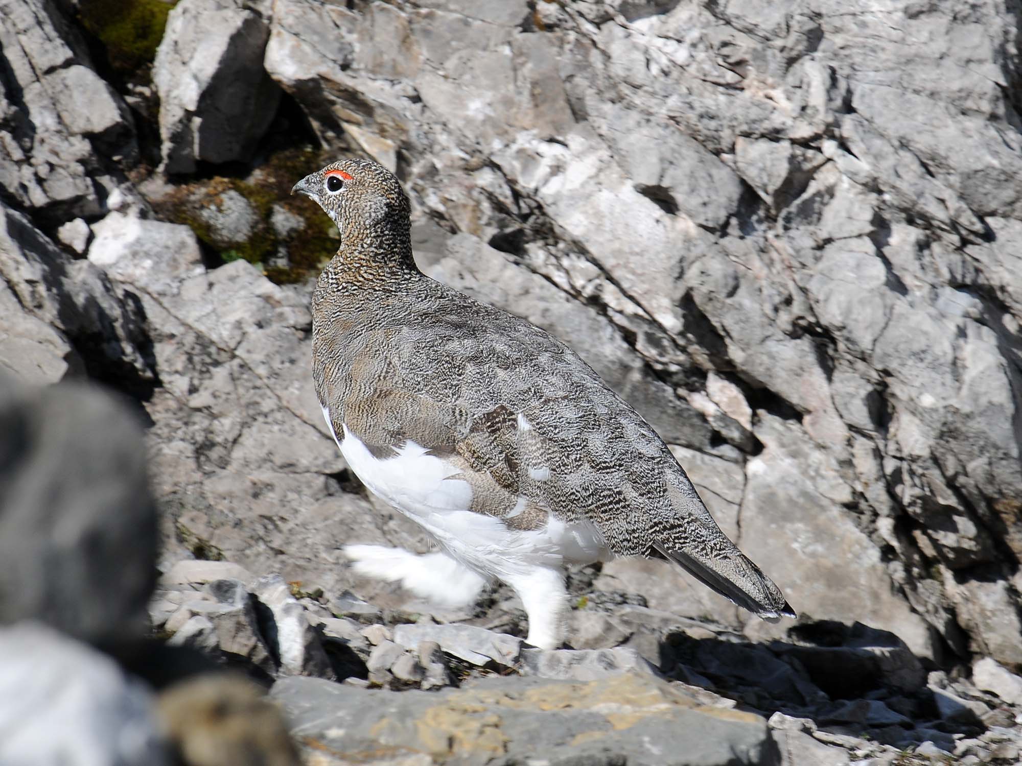 calendari-venatori: Calendario Venatorio 2015/2016: Regione Veneto