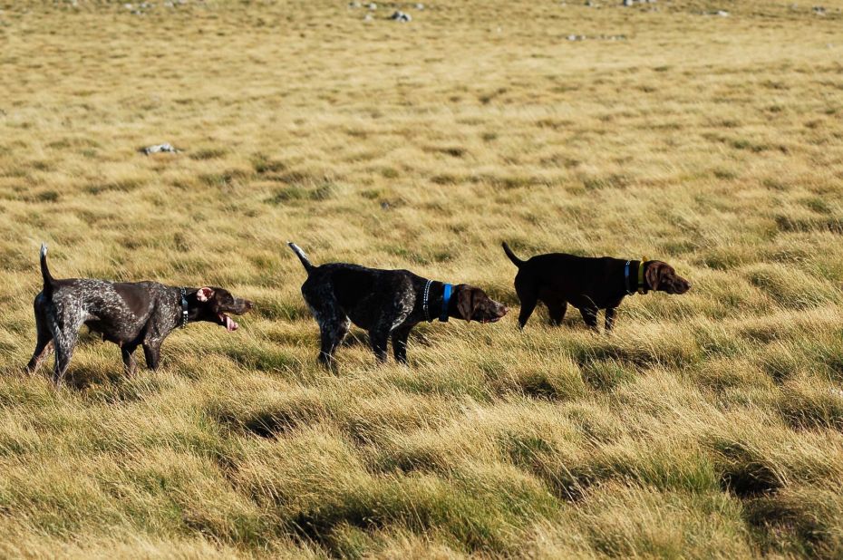 calendari-venatori: Calendario Venatorio 2018/19: Regione Basilicata