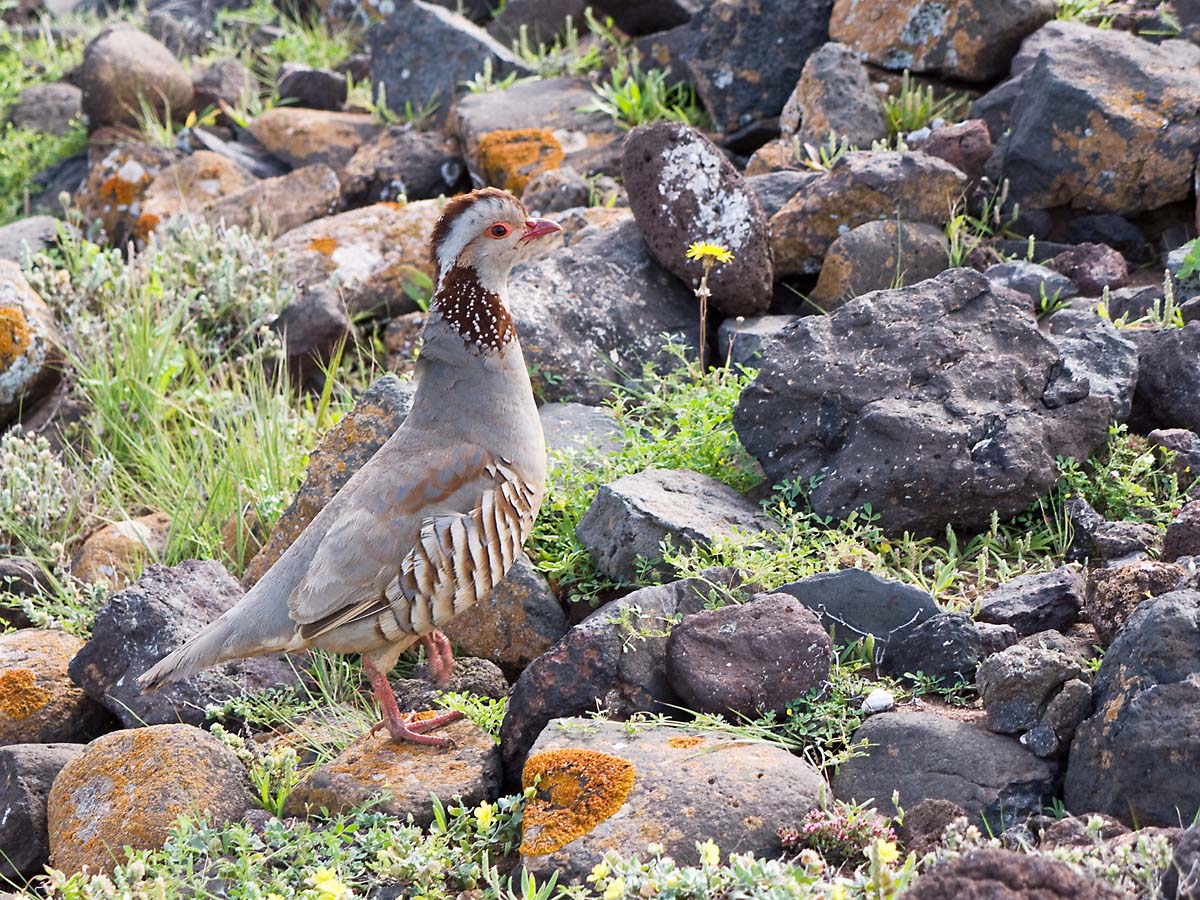 calendari-venatori: Calendario Venatorio 2018/2019: Regione Sardegna
