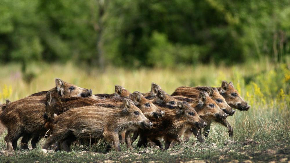 calendari-venatori: Calendario Venatorio 2018/2019: Regione Toscana