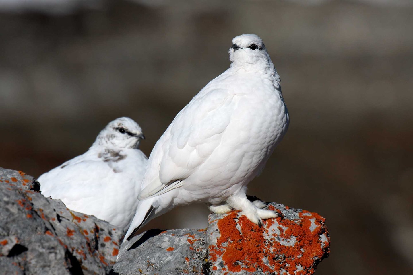 Calendario Venatorio 2019/2020: Regione Veneto Pernici bianche