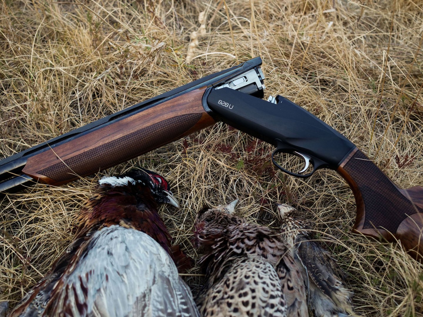 Caccia con il sovrapposto Benelli 828U Black Fucile Benelli 828U Black con selvaggina