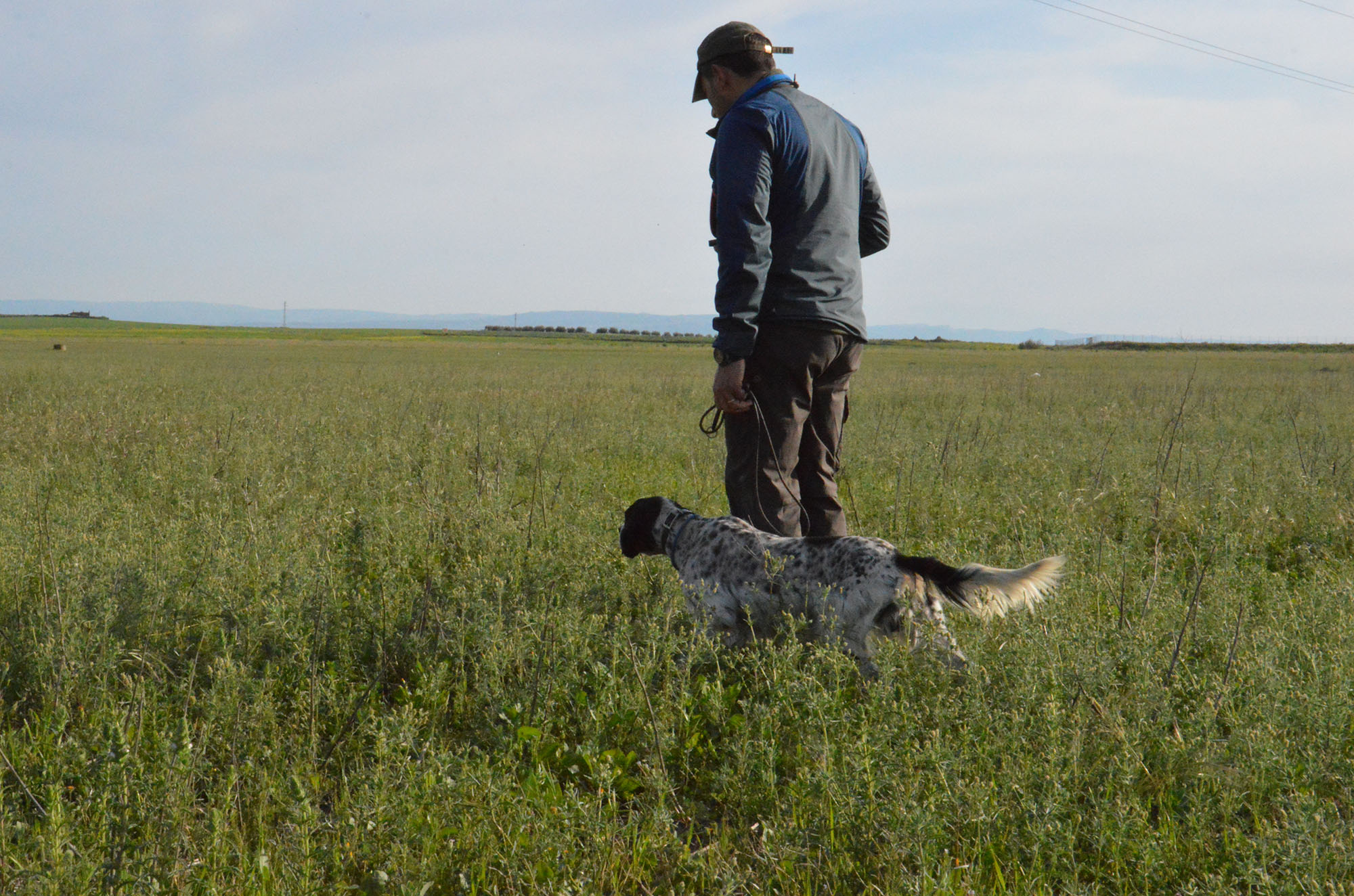 cinofilia: Addestramento del cane da ferma: prime fasi e abitudine allo sparo