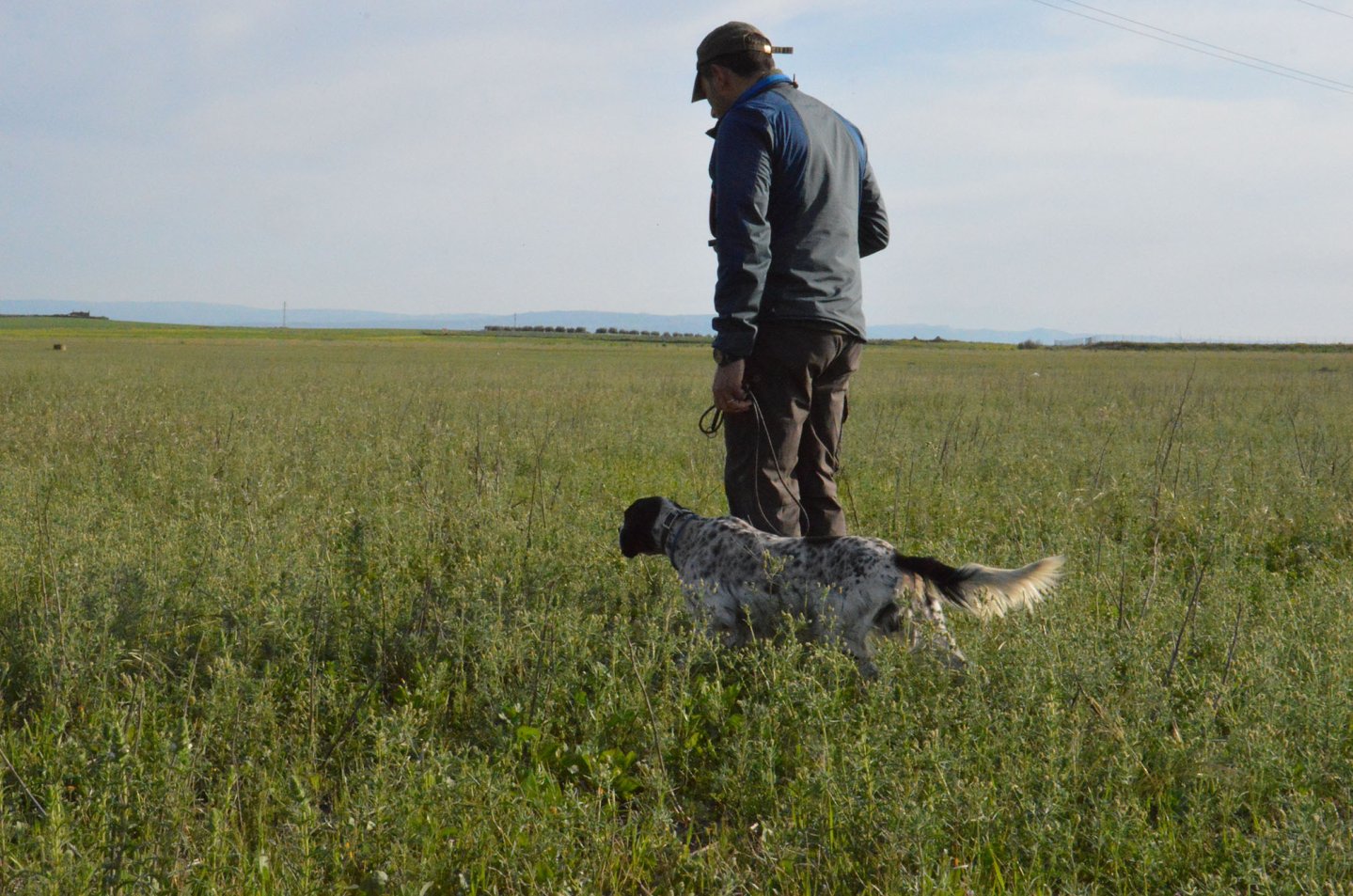 Addestramento del cane da ferma: prime fasi e abitudine allo sparo Cacciatore con cane