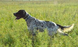 Addestramento del cane da ferma: prime fasi e abitudine allo sparo Cane a caccia