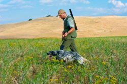 Addestramento del cane da ferma: prime fasi e abitudine allo sparo Cane col conduttore