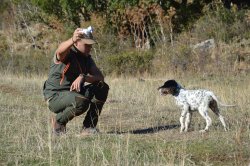 Addestramento del cane da ferma: prime fasi e abitudine allo sparo Cane durante addestramento
