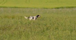 Addestramento del cane da ferma: prime fasi e abitudine allo sparo Cane durante addestramento
