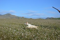 Addestramento del cane da ferma: prime fasi e abitudine allo sparo Cane in addestramento