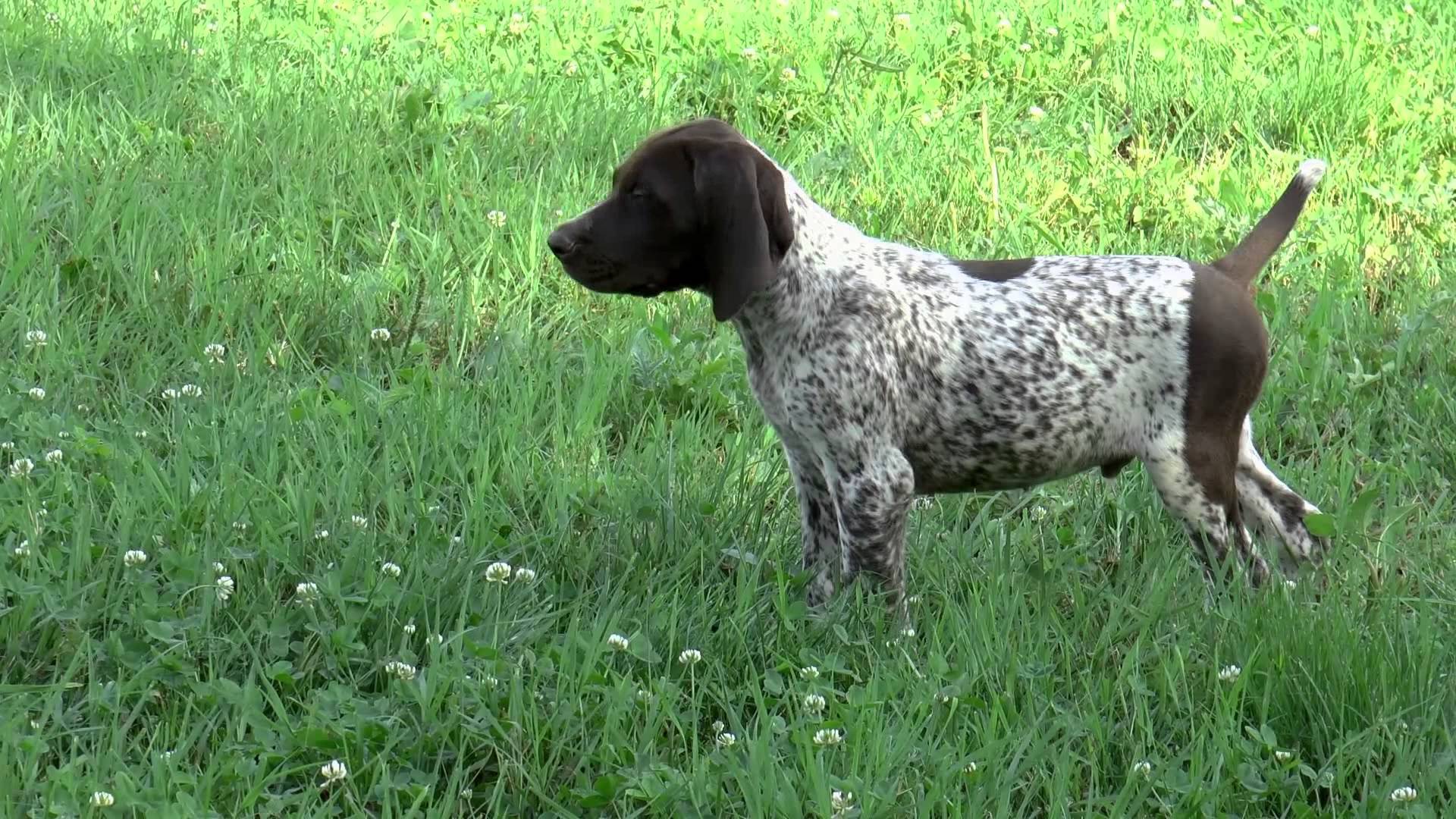 cinofilia: Video: addestramento del cane da ferma, le prime uscite