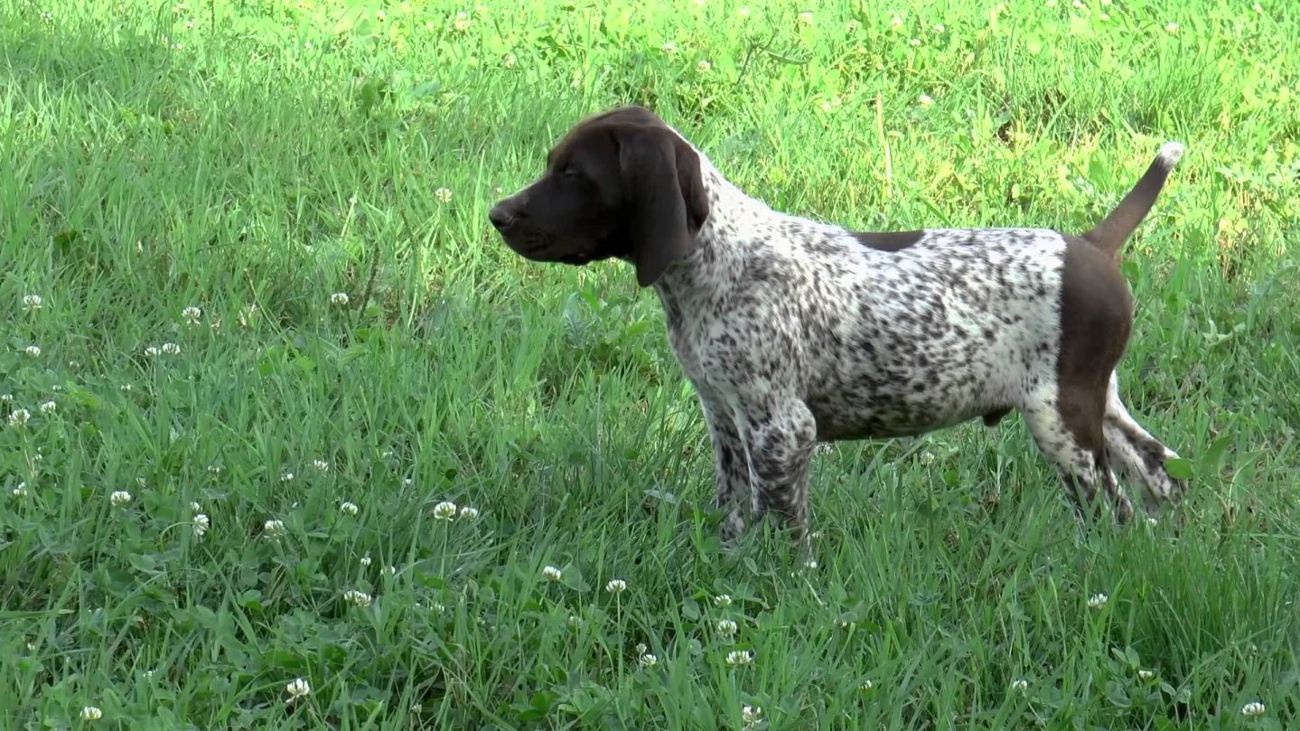 Video: addestramento del cane da ferma, le prime uscite cane in ferma