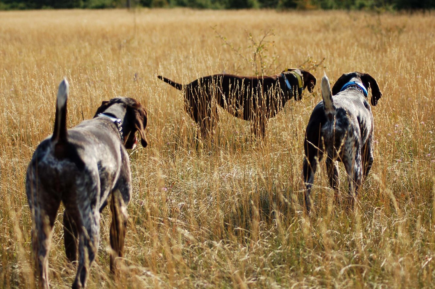 Dog trainer: il buon soggetto e il suo ambiente Kurzhaar in ferma