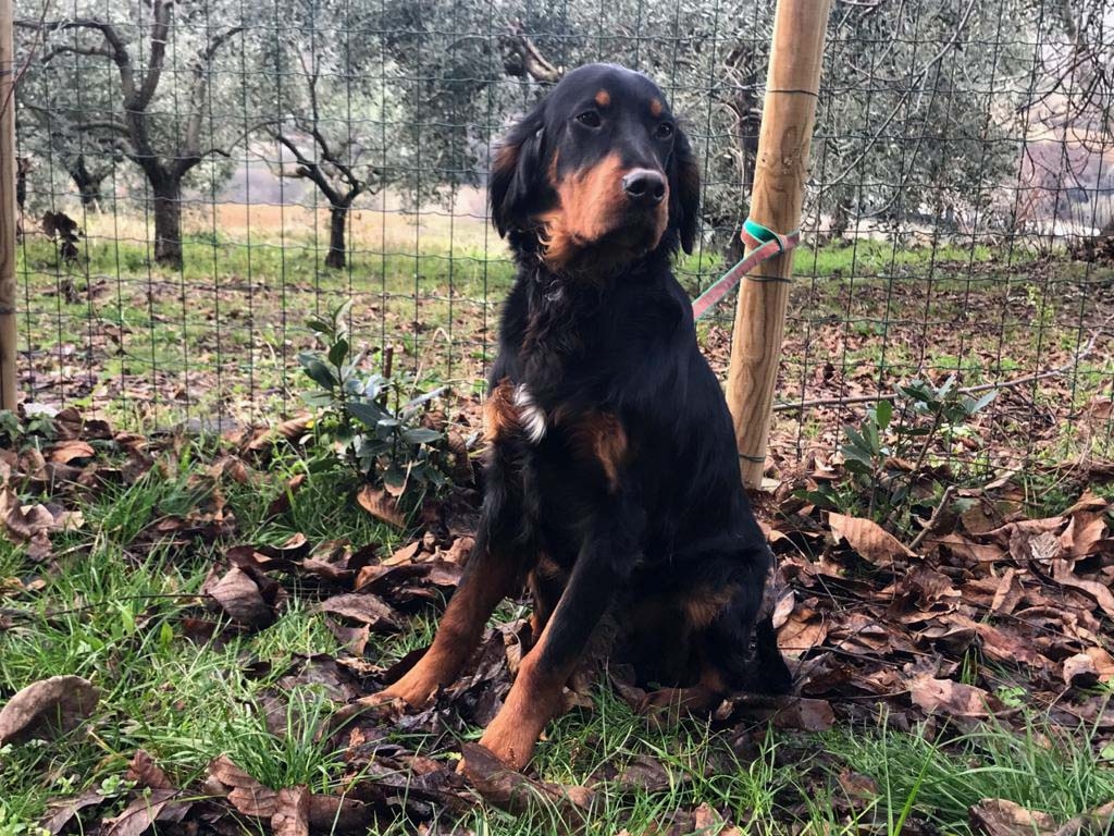 mister-mix-dog: Caccia e cinofilia: alimentazione di cuccioli e fattrici con Mister Mix Dogs mister-mix-dog: Caccia e cinofilia: alimentazione di cuccioli e fattrici con Mister Mix Dogs