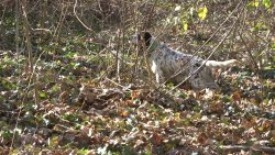 Alinatur Pet Food: dalla Spagna con qualità; la selezione delle carni e l'estrusione da cui nascono i prodotti dedicati ai nostri cani Il pet food Alinatur
