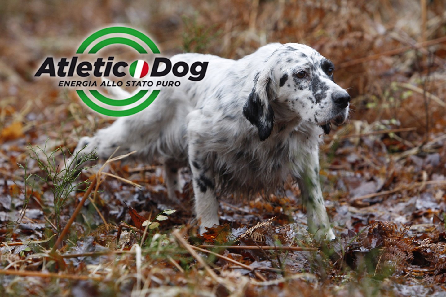 Atletic dog alta energia alimentazione completa per cani da caccia