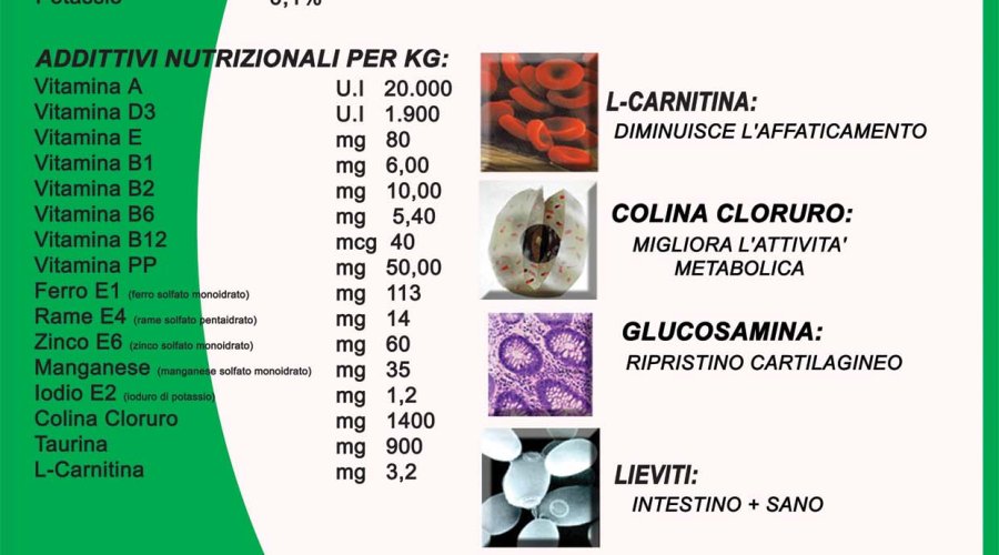 Atletic Dog Atletic Dog