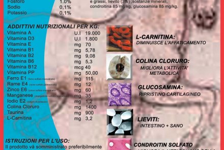 Atletic Dog Atletic Dog