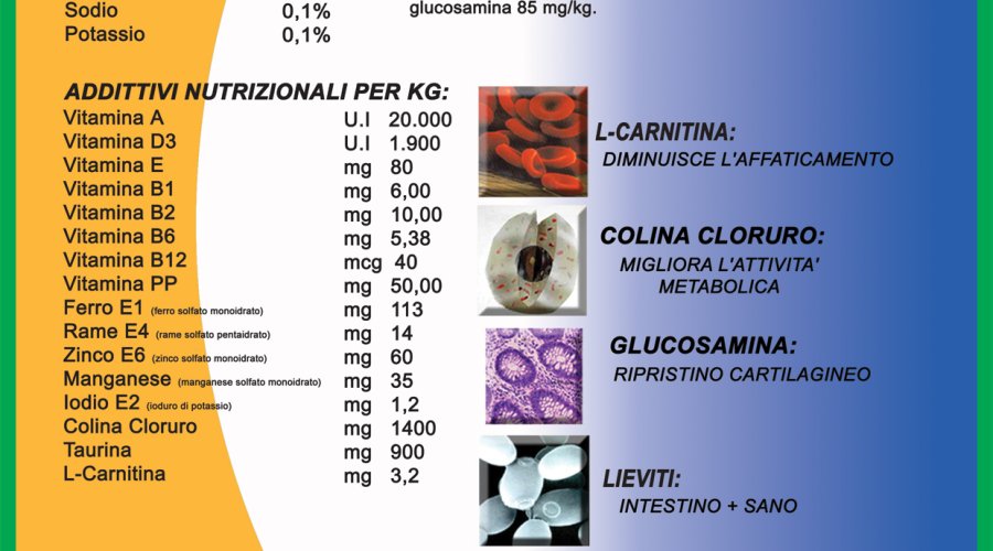 Atletic Dog Atletic Dog