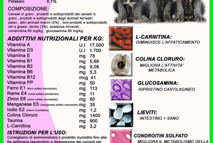 Atletic Dog Atletic Dog