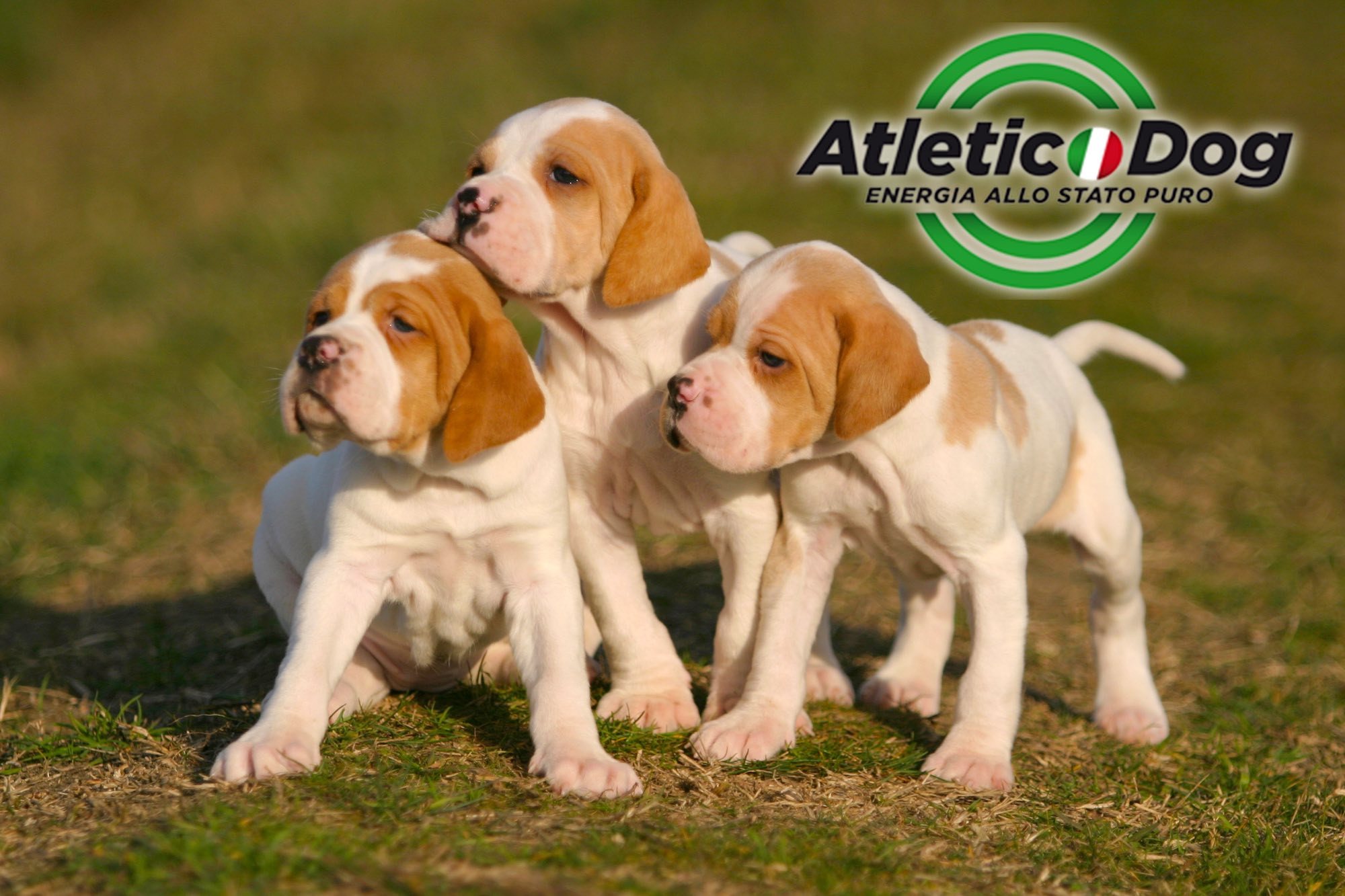 necon-pet-food-atletic-dog: Atletic Dog Puppy: per cuccioli, cuccioloni e fattrici necon-pet-food-atletic-dog: Atletic Dog Puppy: per cuccioli, cuccioloni e fattrici