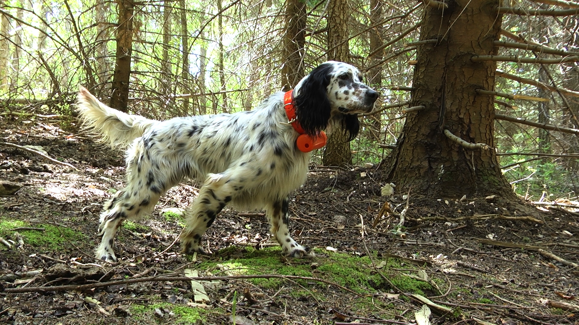 beretti: Beretti Beeper 2000 xp®