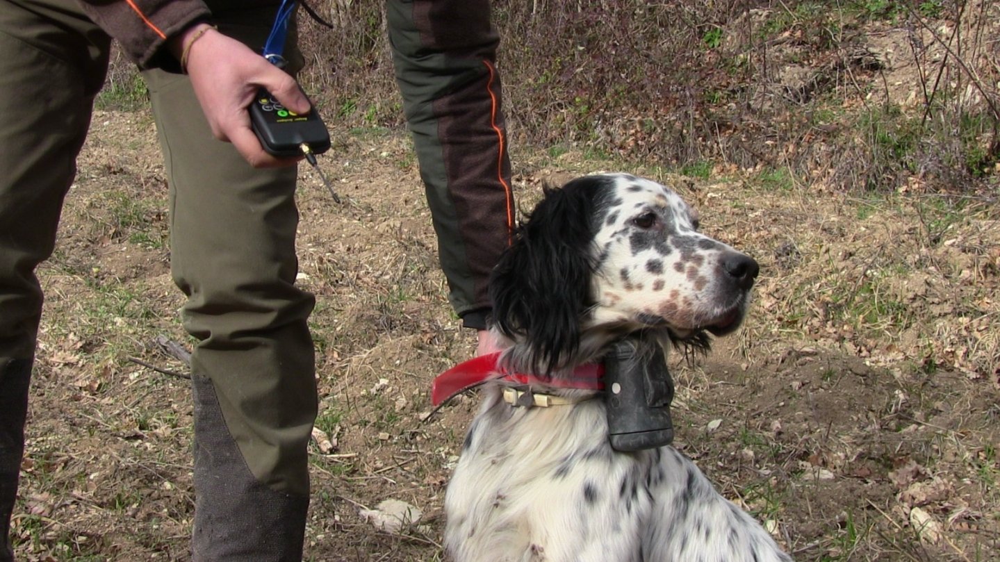 Beretti Scolopax 4.0: il nuovo campano elettrico Cane con beeper Beretti Scolopax 4.0 e il cacciatore