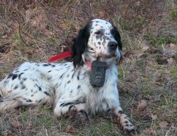 Caccia e cani da ferma: Beretti Scolopax Pro, l’evoluzione del beeper con il suono del campano Cane in ferma con il beeper Beretti Scolopax Pro