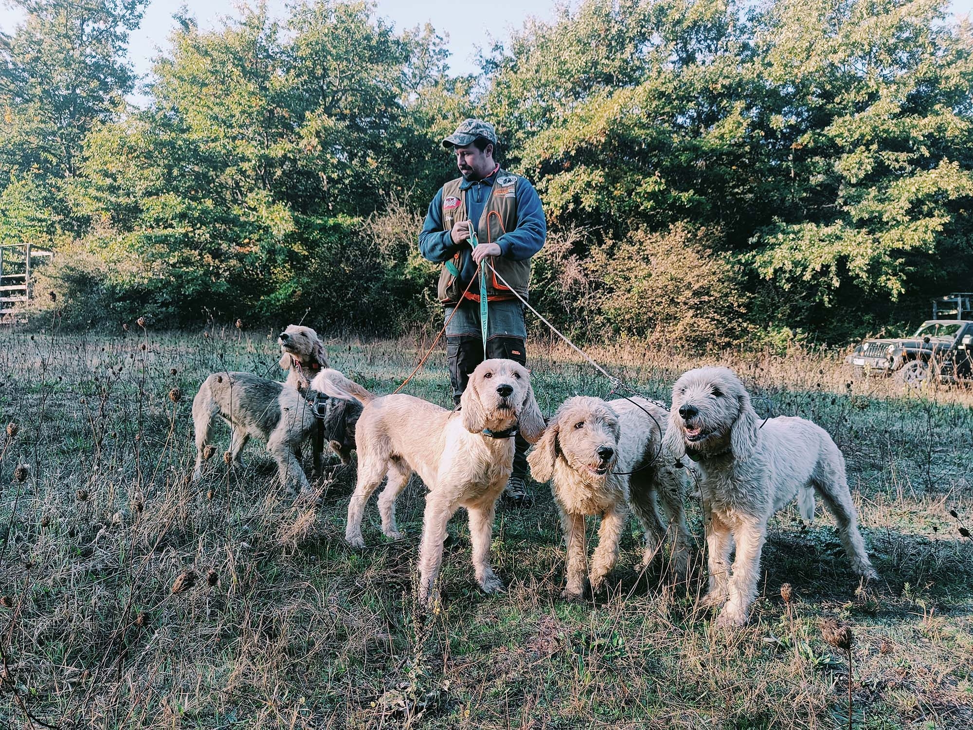 cinofilia: Cinghiali e segugi: Il Briquet Griffon Vendèen