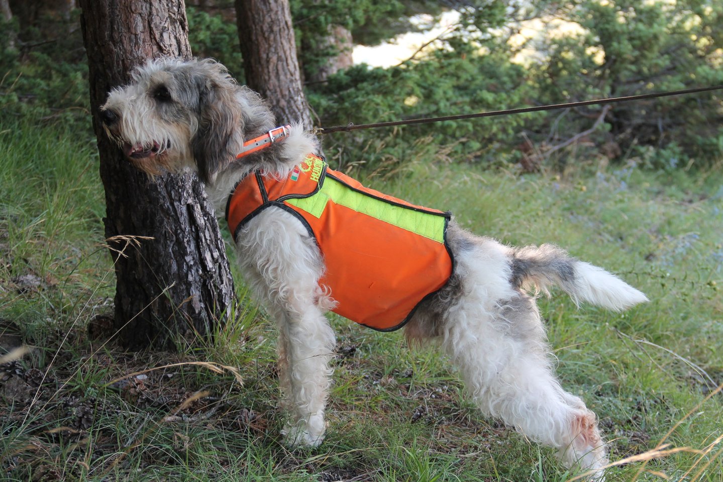 Cane con pettorina C&C Hunting 