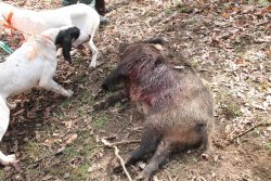 Caccia al cinghiale: il segugio Ariegeois, come e perché Caccia al cinghiale: il segugio Ariegeois, come e perché