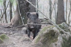 Caccia al cinghiale: il segugio Ariegeois, come e perché Cinghiale