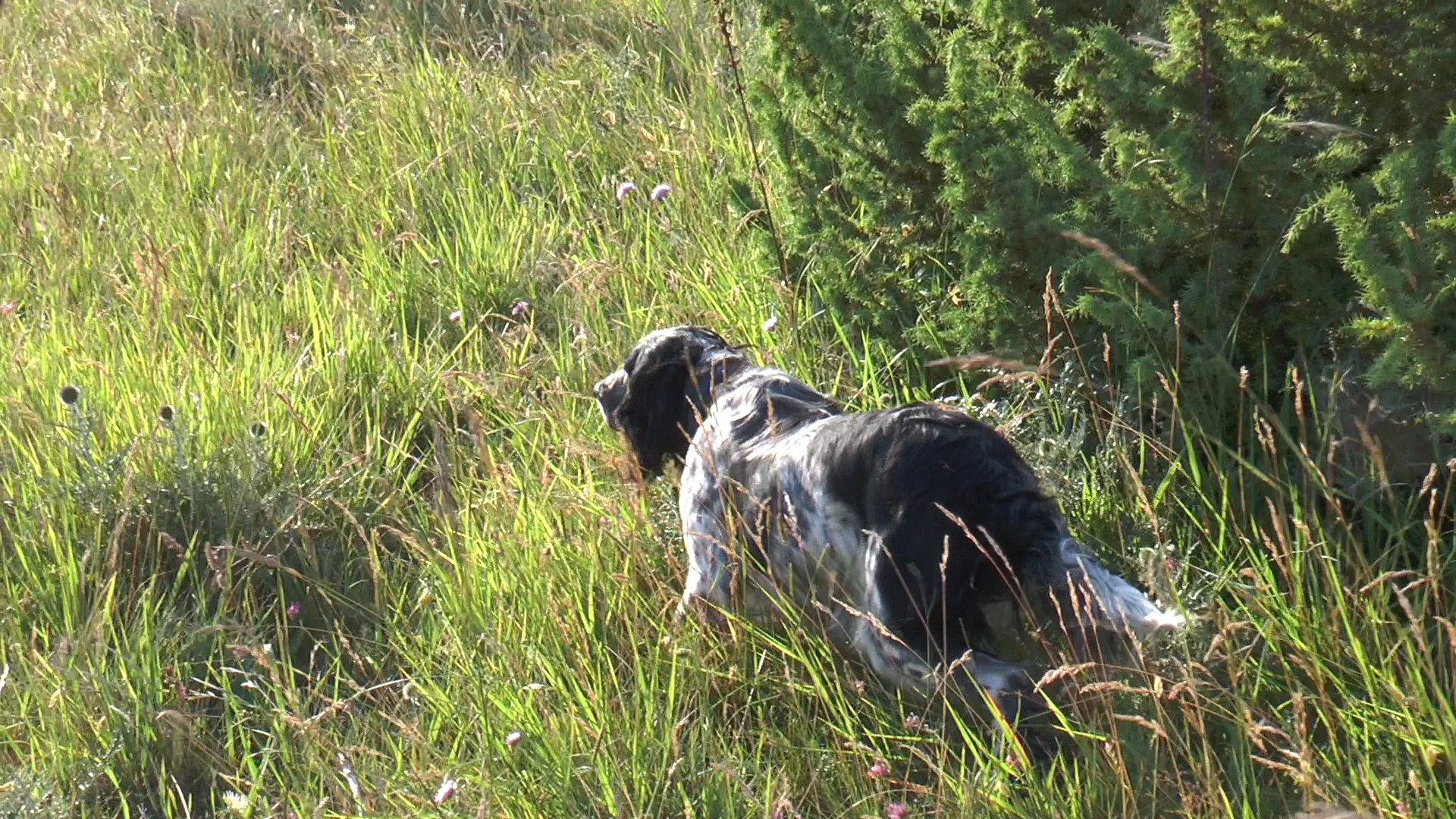 cinofilia: Caccia al fagiano con i cani da ferma