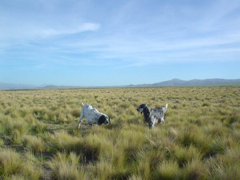 cinofilia: Associazione CATCYC: caccia, cinegetica e conservazionismo in Argentina
