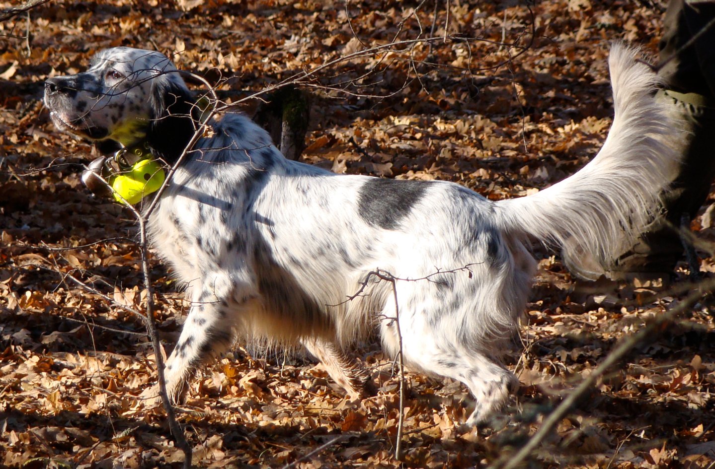 Caccia con il setter inglese Caccia con il setter inglese