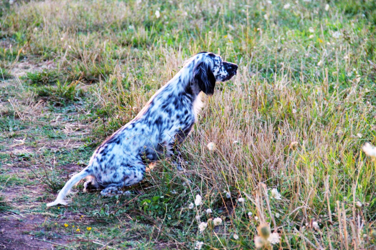 Caccia e cinofilia - allenamento estivo con Atletic Dog